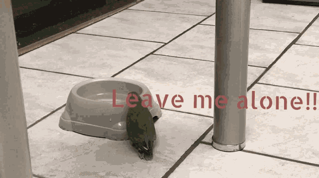 Leave Me Alone Bird GIF - Leave Me Alone Bird Dog GIFs