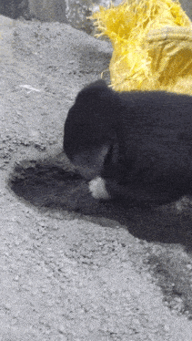 Dog Digging Pet GIF - Dog Digging Digging Pet GIFs