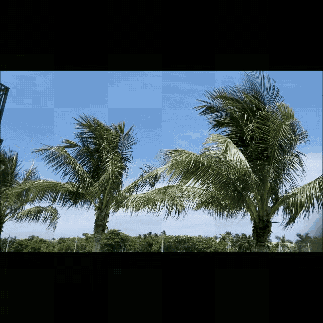 Swaying Palm Trees Summer GIF - Swaying Palm Trees Summer Trees GIFs