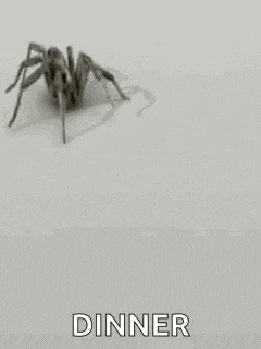 a black and white photo of a spider with the words `` dinner '' written below it .