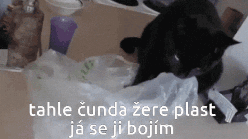 a black cat laying on top of a plastic bag that says tahle cunda zer plast