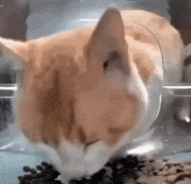 a close up of a cat eating food from a plastic bowl .