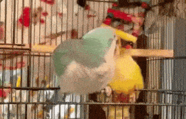 a bird is sitting on a perch in a cage .
