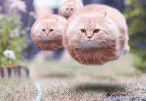 Catbee GIF - Catbee GIFs