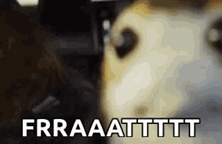 a close up of a dog 's face with the words frraattttt written below it
