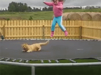 Cat Bounce Dizzy GIF - Cat Bounce Dizzy Escaping GIFs