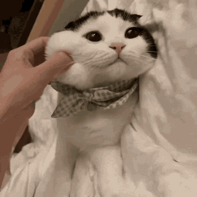 Cute Cat GIF - Cute Cat Squish GIFs