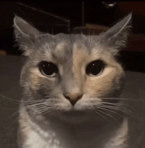a close up of a cat with black eyes
