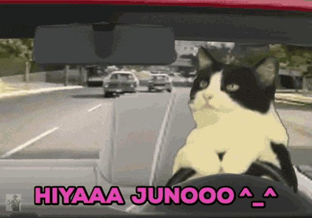a black and white cat is sitting in a car with the words hiyaaa junoo written in pink