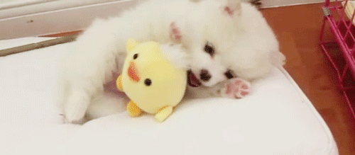 Hello, New Friend! GIF - Dogs Puppies Toys GIFs