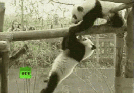 Panda Accident GIF - Panda Accident GIFs