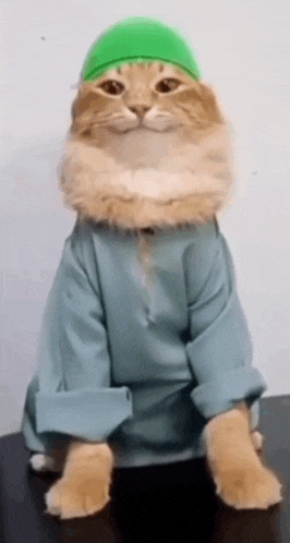 a cat wearing a green hat and sweater is sitting on a table