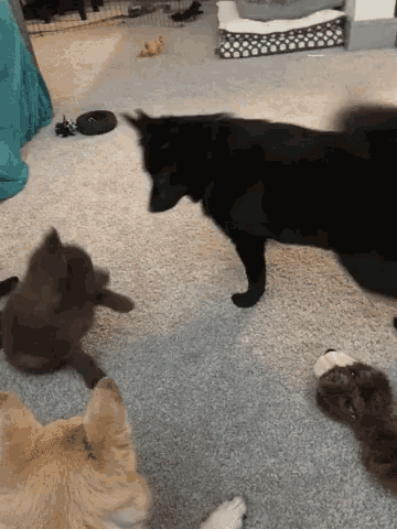 a group of cats and a dog are playing on a carpeted floor