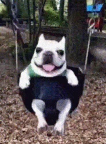 Dog Cute GIF - Dog Cute Swing GIFs