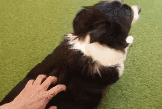 a black and white dog is being petted by a person 's hand