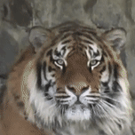 Tiger Stare GIF - Tiger Stare Reaction GIFs