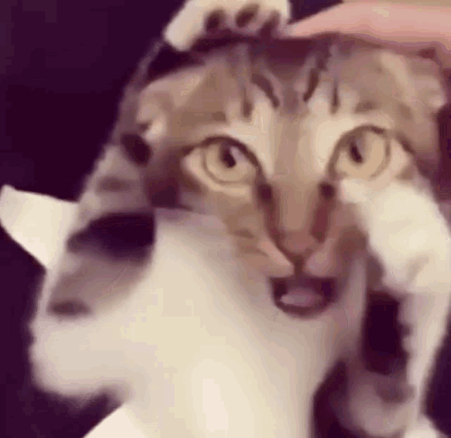 Cat Shaken Shake GIF - Cat Shaken Cat Shake Shake GIFs
