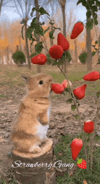 a rabbit sitting on a tree stump eating strawberries from a strawberry gang tree