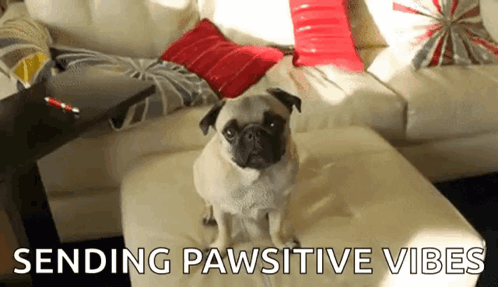 Dog Pug GIF - Dog Pug Waving GIFs