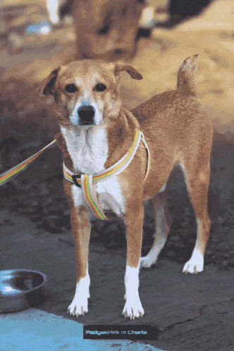 a brown and white dog is standing next to a bowl that says pedigree