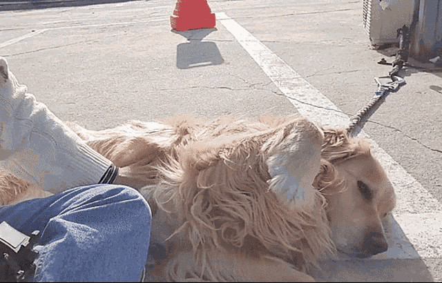 a dog is laying on the ground next to a person 's feet