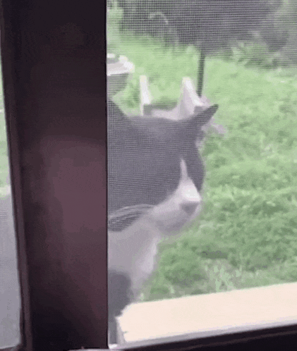 a black and white cat is standing in front of a screened in window .