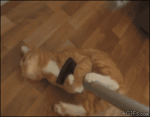 Never Let Go GIF - Mop Cat Attached GIFs