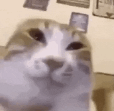 a close up of a cat 's face looking at the camera on a table .