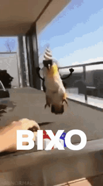 a bird wearing a party hat is jumping in the air with the word bixo written below it