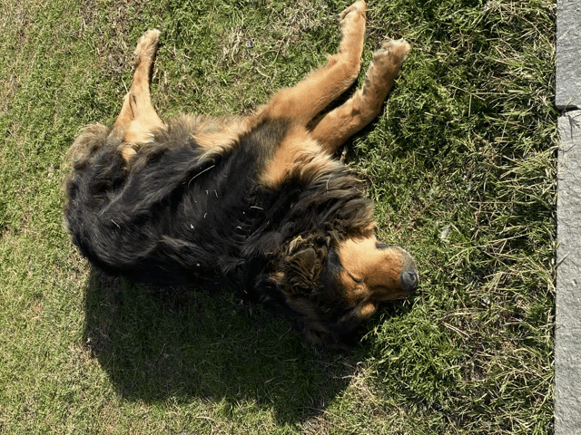 a brown and black dog laying on its back on the grass
