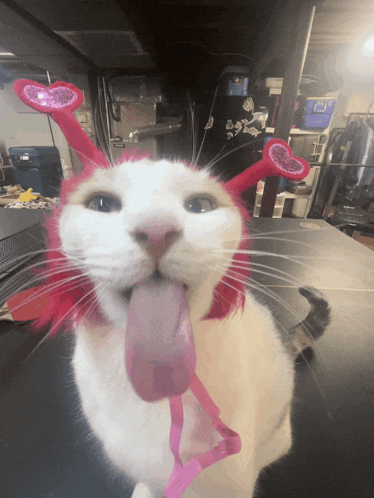 a cat wearing a pink headband with hearts on it sticks its tongue out
