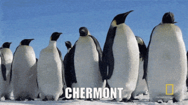 a group of penguins are standing in the snow and the word chermont is visible