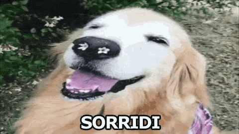 Sorridi Sorridere Cane Allegro GIF - Smile Smiling Dog GIFs