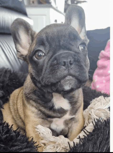 a small french bulldog puppy is laying on a black blanket