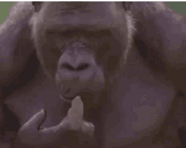 Spike Gorilla GIF - Spike Gorilla Thinking GIFs