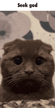 a picture of a cat with the words seek god underneath it