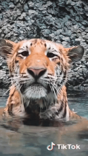 Kody Antle Tiger GIF - Kody Antle Tiger Man GIFs