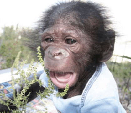 Monkey GIF - Monkey GIFs