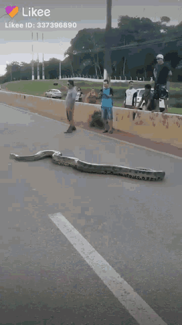 Big Snake Road GIF - Big Snake Road GIFs