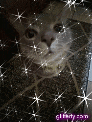 a cat is surrounded by glittery stars and the website glittery.com is in the corner