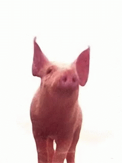 Piggie GIF - Piggie GIFs