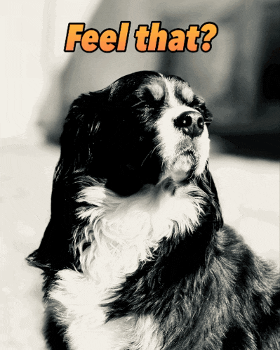 a black and white photo of a dog with the words feel that above it