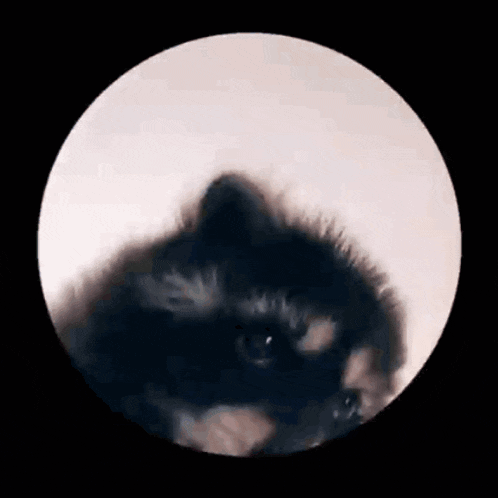 | Et si Y&Y était, GIFS | - Page 7 Racoon-raccoon