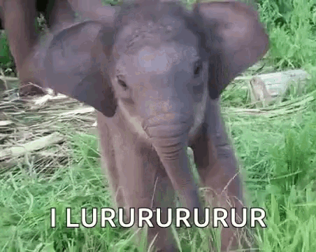 Mamlet Baby Elephant GIF - Mamlet Baby Elephant GIFs