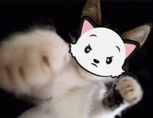 Fighting Bad Cats Fight Club GIF