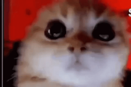 Cat Angry Cat GIF - Cat Angry Cat Cat Insane GIFs