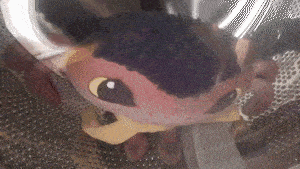 a stuffed animal is in a washing machine
