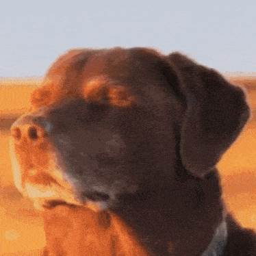 a close up of a dog 's face with a field in the background