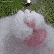 a close up of a cat 's face with its mouth open .