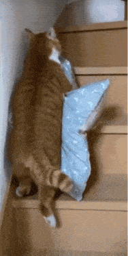 a cat is carrying a pillow up the stairs .